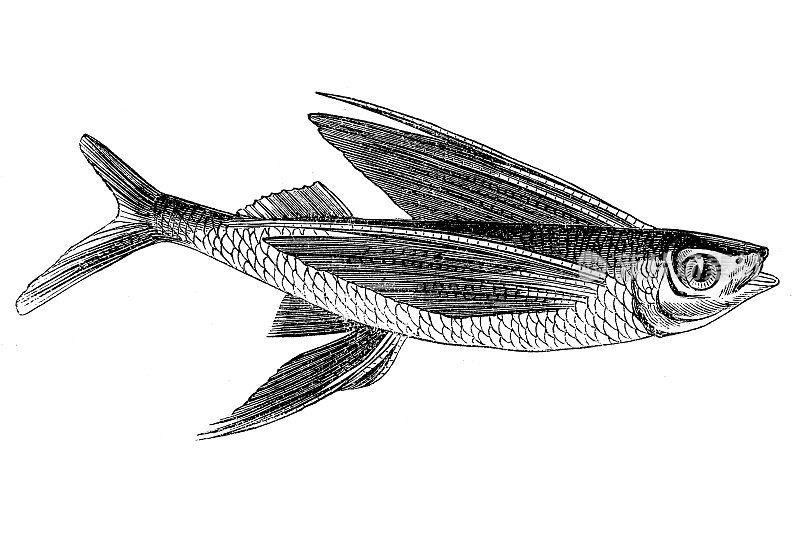 Exocoetus volitans，俗称热带双翼飞鱼或蓝色飞鱼